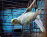 Budgerigar